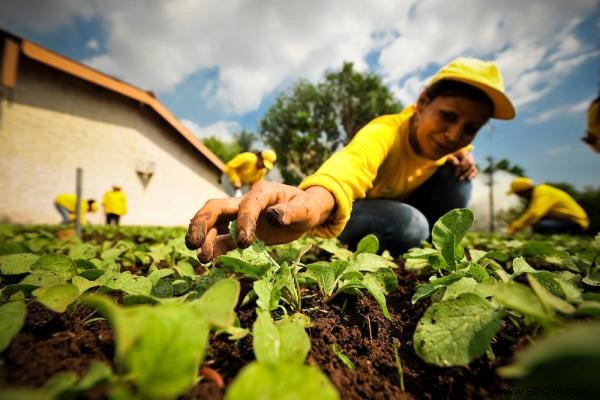 El Salvador s Ban on Monsanto s Roundup Yields Record Harvests