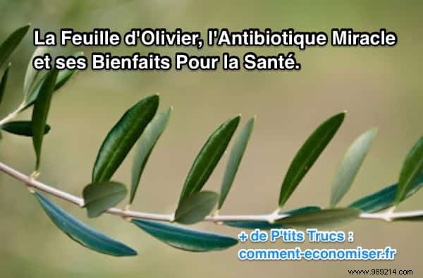 Olive Leaf: Nature s Potent Antibiotic and Antioxidant Backed by Science