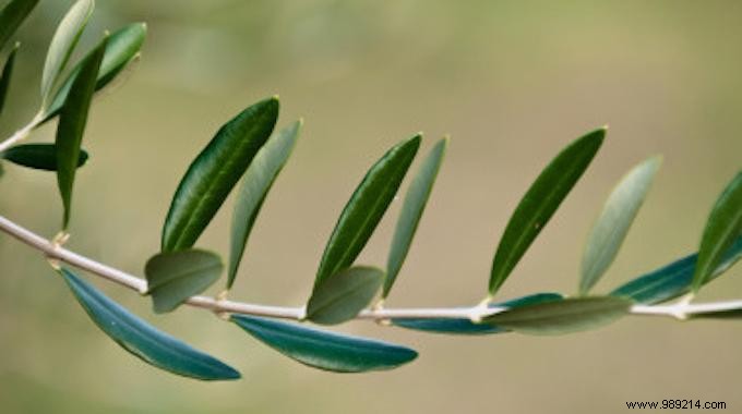 Olive Leaf: Nature s Potent Antibiotic and Antioxidant Backed by Science