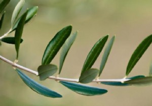 Olive Leaf: Nature s Potent Antibiotic and Antioxidant Backed by Science