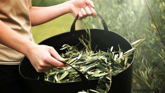 Olive Leaf: Nature s Potent Antibiotic and Antioxidant Backed by Science