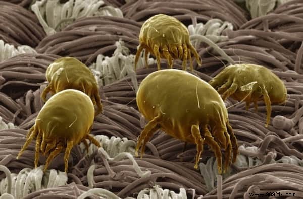 Dust Mites in Your Bed: Why Leaving It Unmade Kills Them Naturally and Protects Your Health