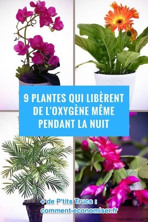 9 Plants That Produce Oxygen at Night: Boost Indoor Air Quality and Sleep