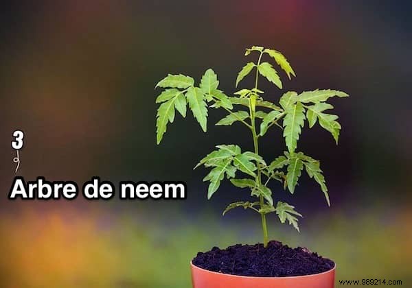 9 Plants That Produce Oxygen at Night: Boost Indoor Air Quality and Sleep