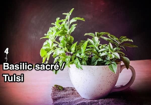 9 Plants That Produce Oxygen at Night: Boost Indoor Air Quality and Sleep