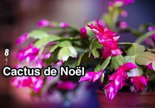 9 Plants That Produce Oxygen at Night: Boost Indoor Air Quality and Sleep