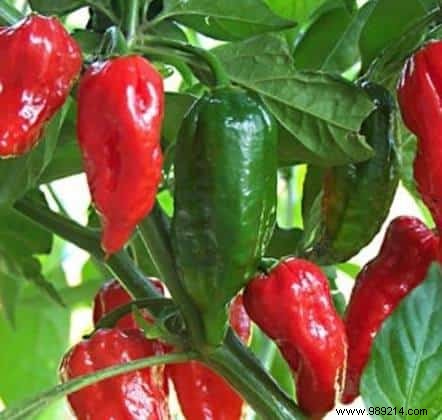 Top 10 Fruits and Vegetables Highest in Pesticide Residues: EFSA Insights