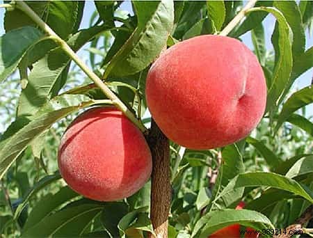 Top 10 Fruits and Vegetables Highest in Pesticide Residues: EFSA Insights