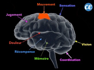How Regular Sex Can Extend Your Lifespan: Insights from Scientific Studies