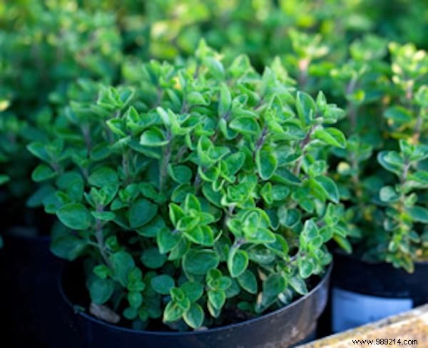 7 Proven Natural Remedies to Safely Remove Skin Tags at Home