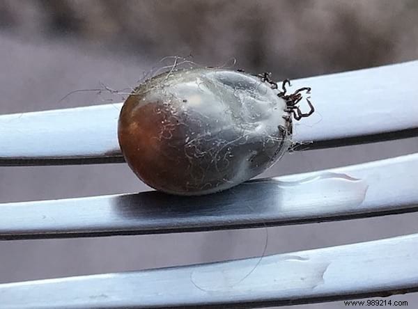 3 Expert Tips to Prevent Tick Bites: ANSES-Recommended Strategies