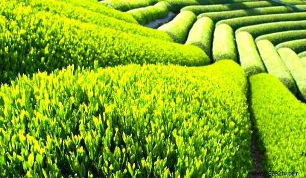 Green Tea: The Science-Backed Superfood Fighting Aging and Boosting Longevity