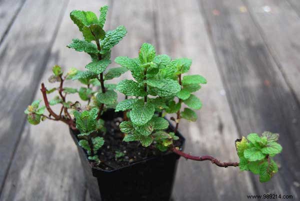 33 Proven Uses for Peppermint Essential Oil: Boost Health, Home, and Wellness