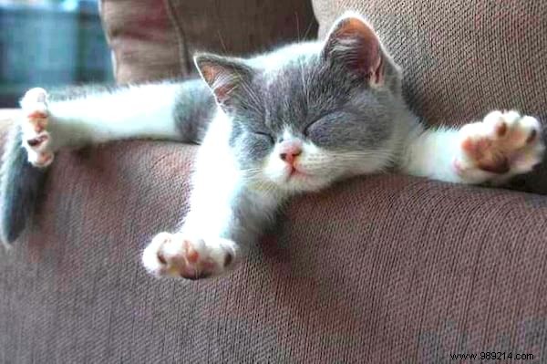 10 Science-Backed Daily Habits to Boost Your Health and Longevity