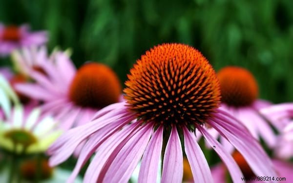 15 Science-Backed Teas and Infusions for Better Health