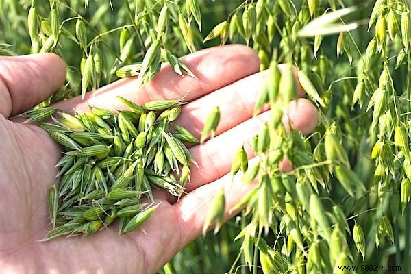 9 Scientifically Proven Health Benefits of Oats