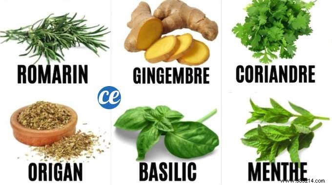 10 Science-Backed Healing Herbs: Choose the Right One for Your Symptoms