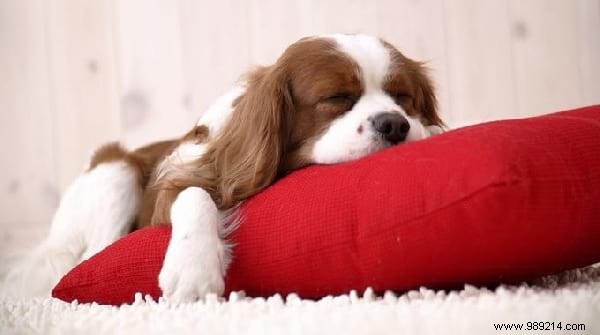 12 Time-Tested Natural Remedies to Relieve Stress and Anxiety