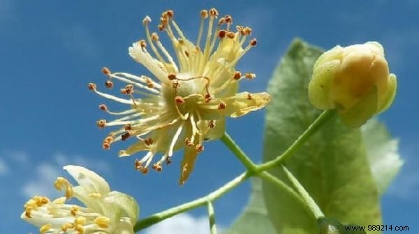 12 Time-Tested Natural Remedies to Relieve Stress and Anxiety