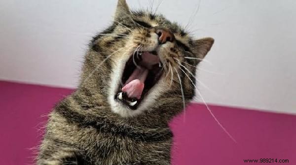 12 Time-Tested Natural Remedies to Relieve Stress and Anxiety