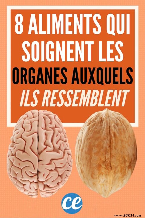 8 Foods That Resemble and Support the Organs They Mimic: Backed by Science