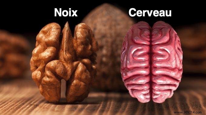 8 Foods That Resemble and Support the Organs They Mimic: Backed by Science