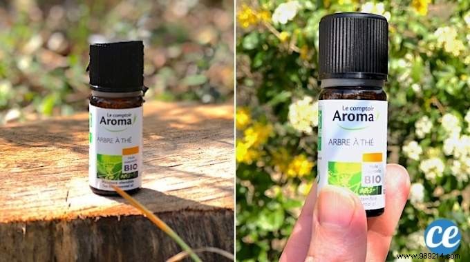 25 Proven Uses for Tea Tree Essential Oil: Benefits from Real Experience