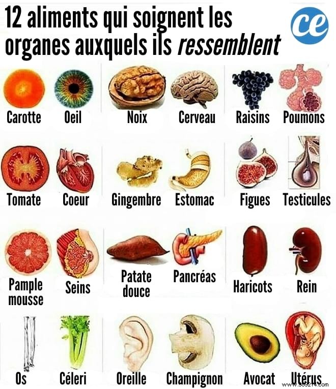 8 Foods That Resemble and Support the Organs They Mimic: Backed by Science