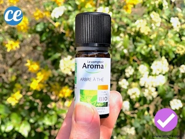 25 Proven Uses for Tea Tree Essential Oil: Benefits from Real Experience