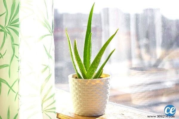 5 Proven Bedroom Plants to Reduce Anxiety and Improve Sleep Tonight