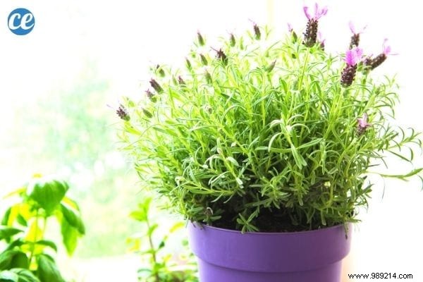 5 Proven Bedroom Plants to Reduce Anxiety and Improve Sleep Tonight