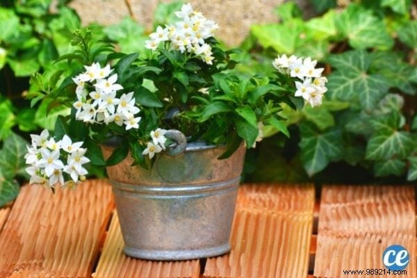 5 Proven Bedroom Plants to Reduce Anxiety and Improve Sleep Tonight