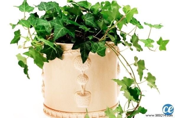 5 Proven Bedroom Plants to Reduce Anxiety and Improve Sleep Tonight