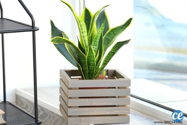 5 Proven Bedroom Plants to Reduce Anxiety and Improve Sleep Tonight