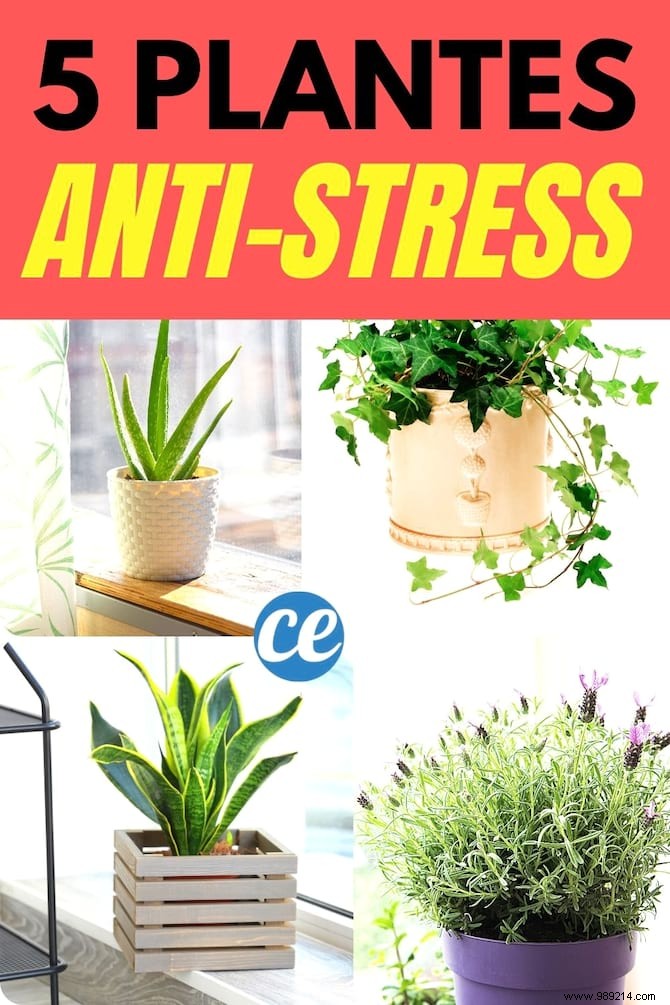 5 Proven Bedroom Plants to Reduce Anxiety and Improve Sleep Tonight