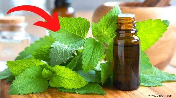 15 Proven Benefits and Uses of Lemon Balm: Insights from a Seasoned Herbalist