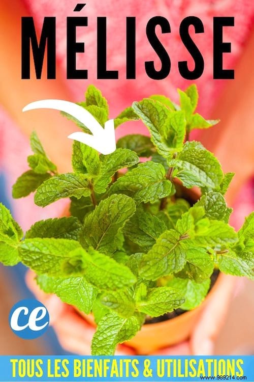 15 Proven Benefits and Uses of Lemon Balm: Insights from a Seasoned Herbalist