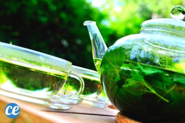 15 Proven Benefits and Uses of Lemon Balm: Insights from a Seasoned Herbalist