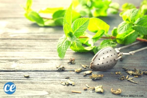 15 Proven Benefits and Uses of Lemon Balm: Insights from a Seasoned Herbalist
