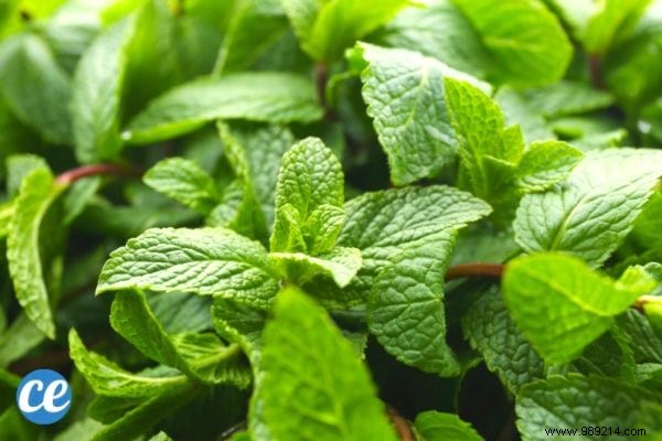 15 Proven Benefits and Uses of Lemon Balm: Insights from a Seasoned Herbalist