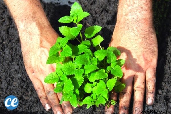 15 Proven Benefits and Uses of Lemon Balm: Insights from a Seasoned Herbalist