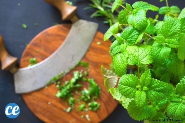 15 Proven Benefits and Uses of Lemon Balm: Insights from a Seasoned Herbalist