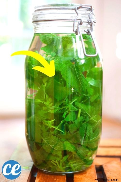 15 Proven Benefits and Uses of Lemon Balm: Insights from a Seasoned Herbalist