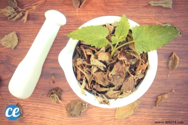 15 Proven Benefits and Uses of Lemon Balm: Insights from a Seasoned Herbalist