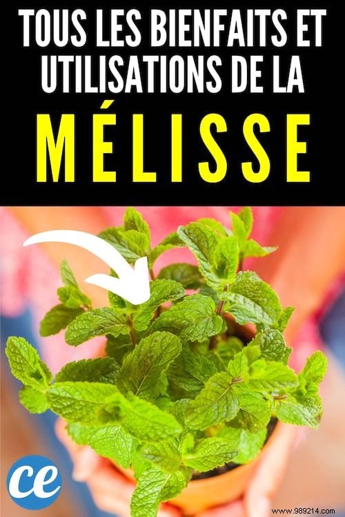 15 Proven Benefits and Uses of Lemon Balm: Insights from a Seasoned Herbalist