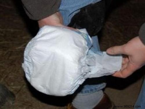 15 Proven Tips to Simplify Life for Horse Riders and Equestrians