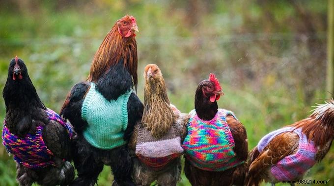 UK Woman Crafts Adorable Wool Sweaters for Rescued Battery Hens to Beat the Winter Cold