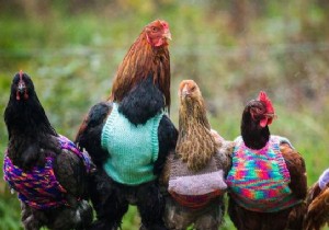 UK Woman Crafts Adorable Wool Sweaters for Rescued Battery Hens to Beat the Winter Cold