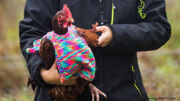 UK Woman Crafts Adorable Wool Sweaters for Rescued Battery Hens to Beat the Winter Cold