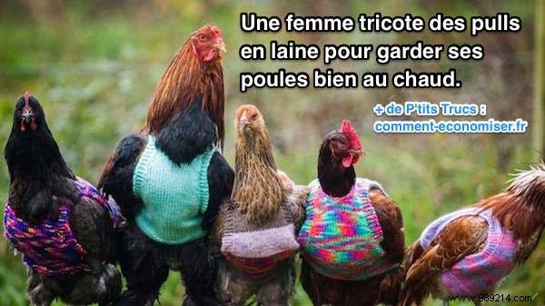 UK Woman Crafts Adorable Wool Sweaters for Rescued Battery Hens to Beat the Winter Cold